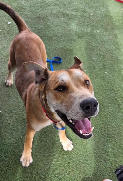 Picture of the Animal Listed